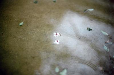 水溜りに浮かぶ桜の花びら