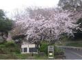 白山神社側からの高塔山の桜｡